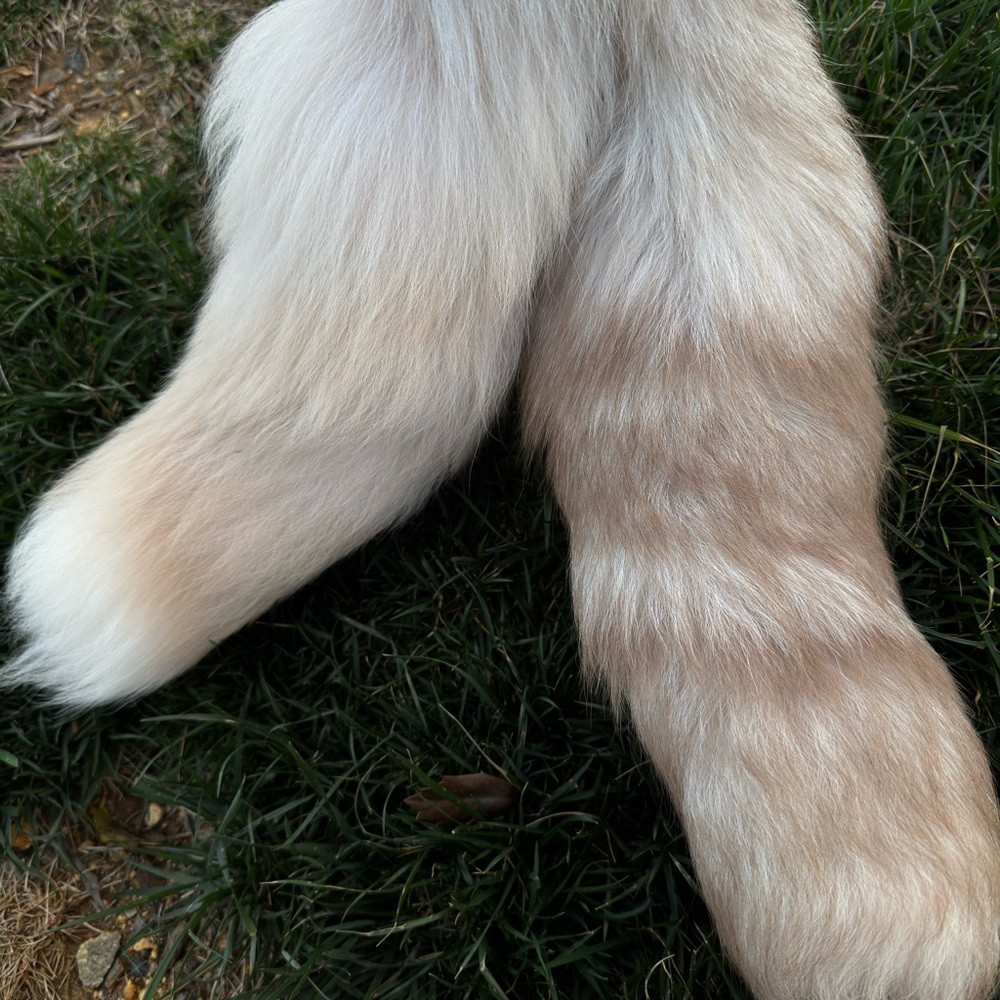 Therian fox tails with clips